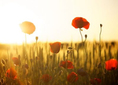 Adattamenti. Rete Humus tra agricoltura biologica e giustizia