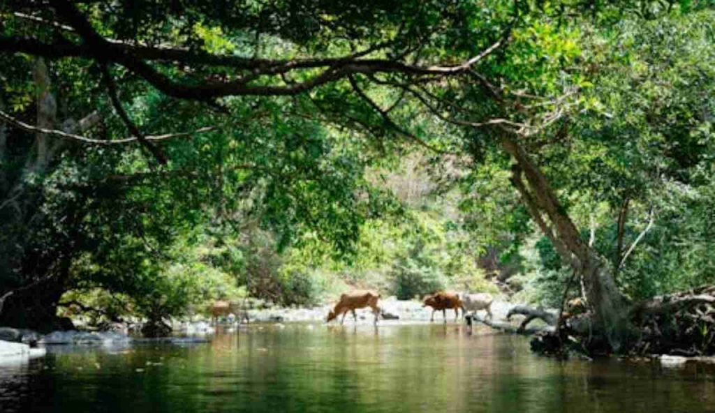 Amazzonia d'Italia