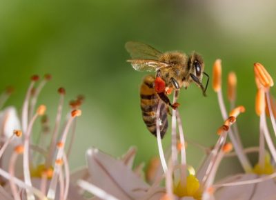 Adattamenti. A nessuno piace caldo: l’ape