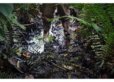 Chevron Tóxico, l’Amazzonia chiede giustizia