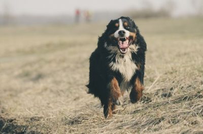 Cani in ufficio e umanizzazione degli animali