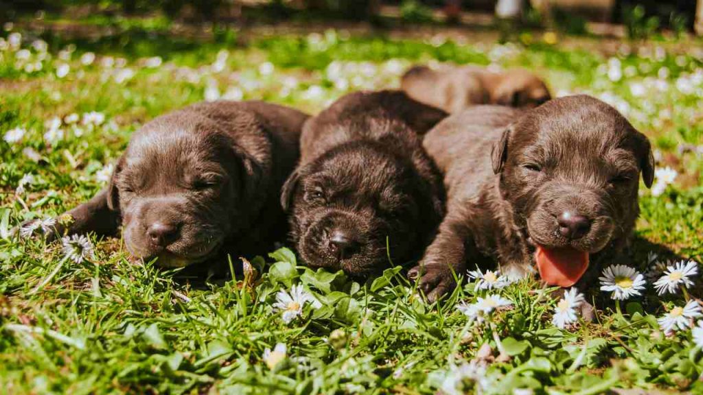 Cuccioli
