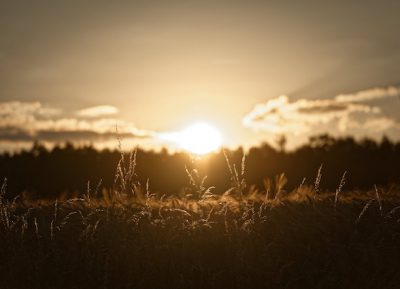 Adattamenti. ll grande caldo e l’agricoltura