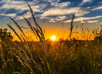 Adattamenti. Istruzioni per un futuro sostenibile: alimenti, rifiuti, cosmetica