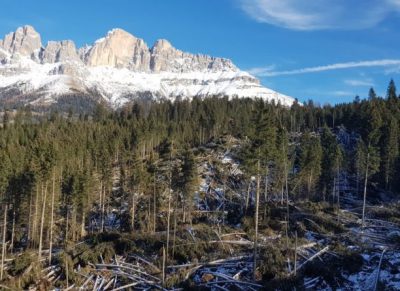 Adattamenti. Come far rinascere i boschi alpini crollati col vento?