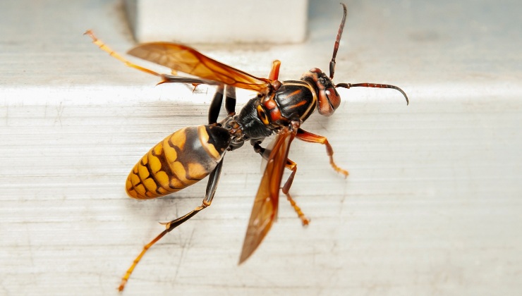 Esemplare di calabrone asiatico