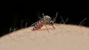 Esemplare di tigre asiatica